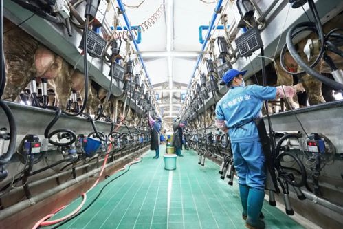 新乳業(yè)發(fā)布業(yè)績預告 上半年收入預計同比增長超60%，數字技術服務驅動強勁增長